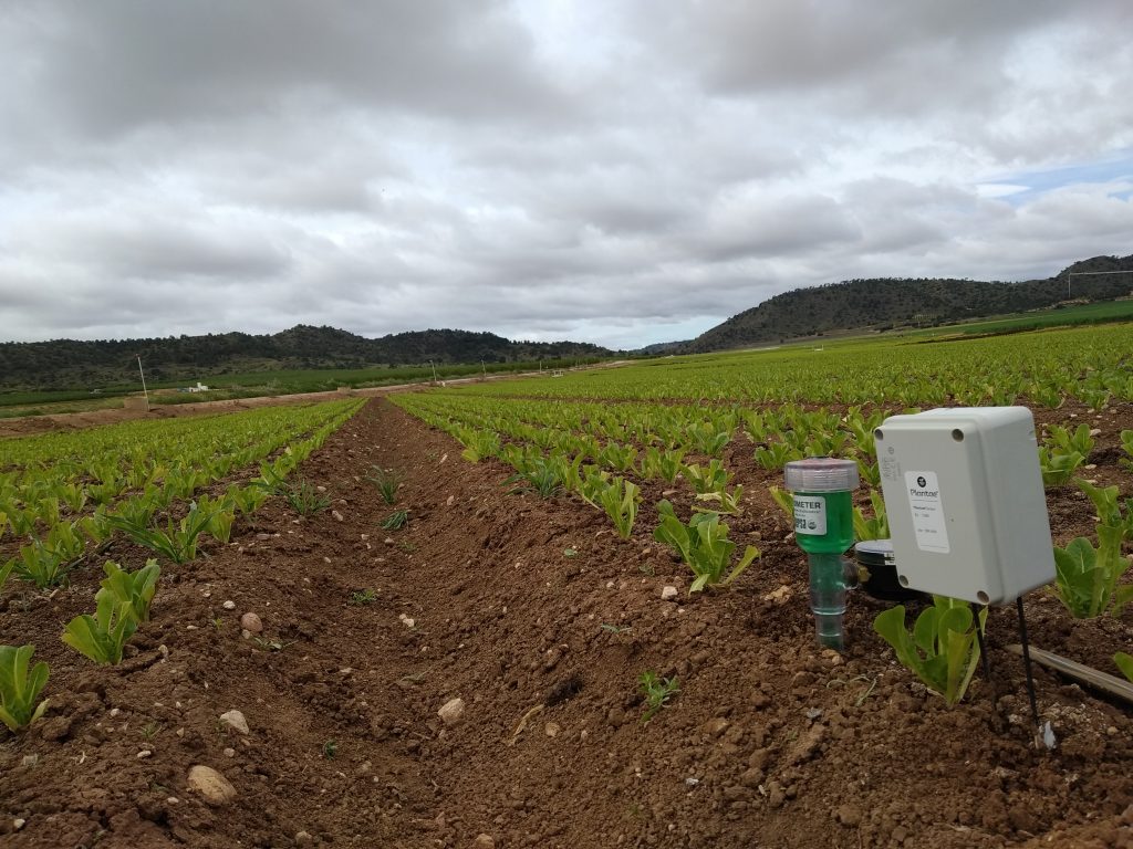 Sensores en cultivo de lechuga en Tobarra