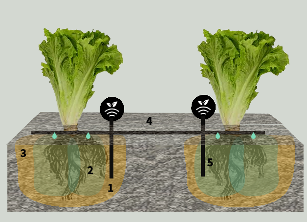 Riego controlado con sondas en lechuga