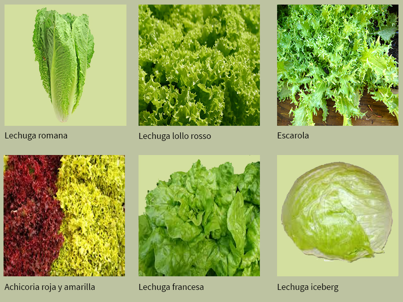 variedades de lechuga