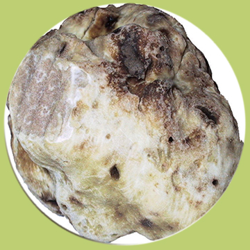 Trufa blanca