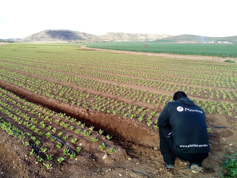 Técnico de Plantae instalando sensores en lechuga