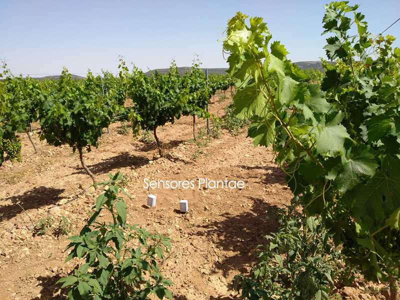 Viñedos controlados por sensores - Riego de viñedos