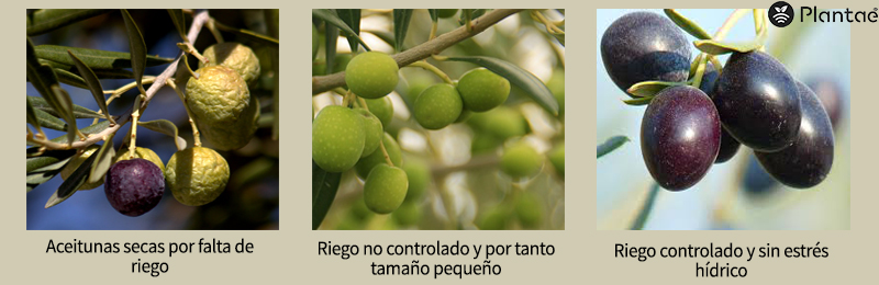 Aceitunas con riego