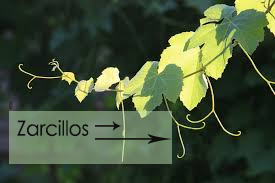 Zarcillos