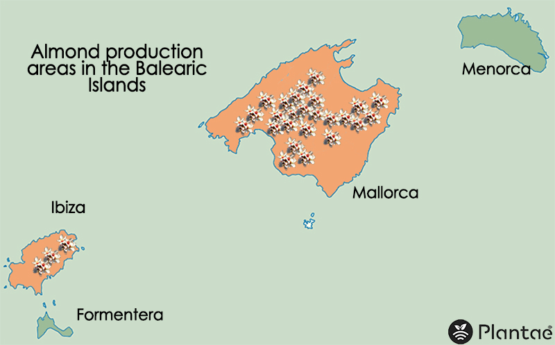 Los almendros en las Islas Baleares