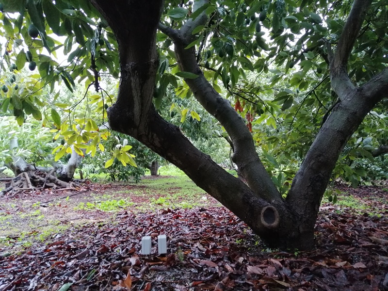 Riego de aguacate controlado por sensores