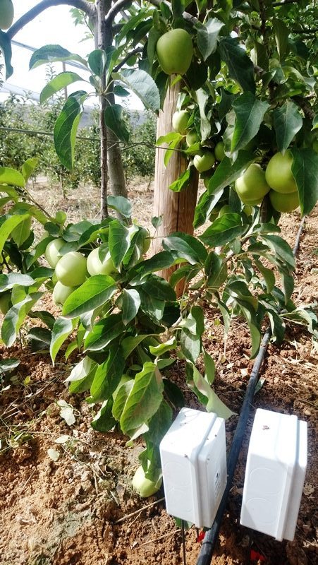 Argelia con riego controlado por sensores