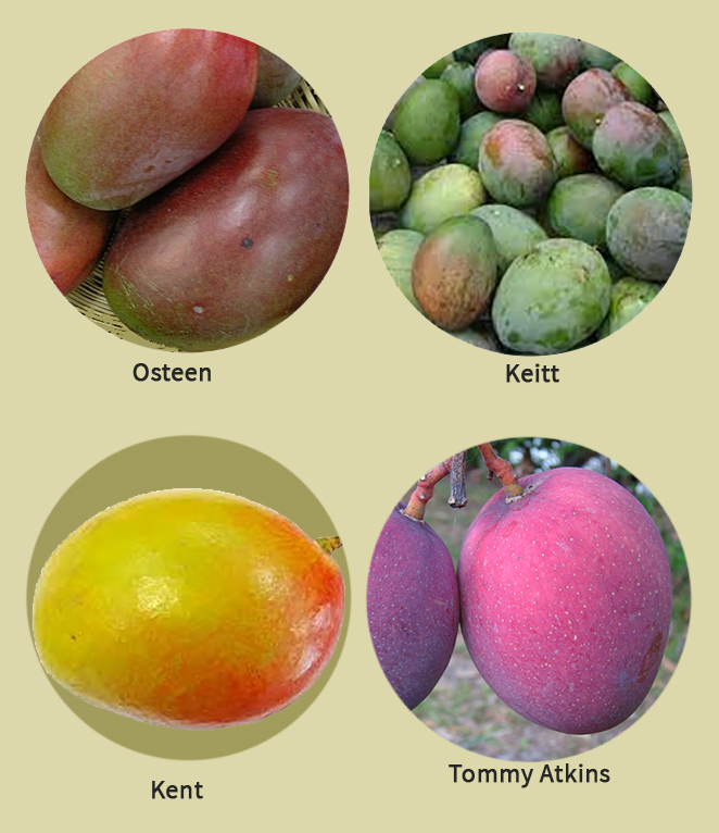 Variedades del mango