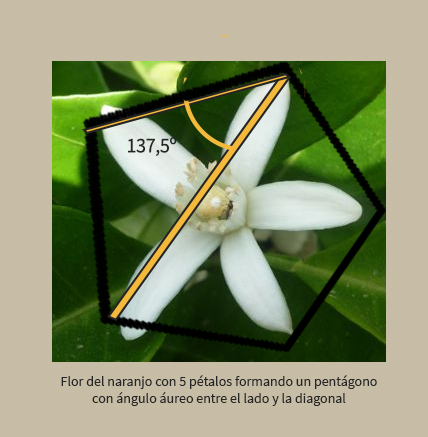 Flor del mandarino