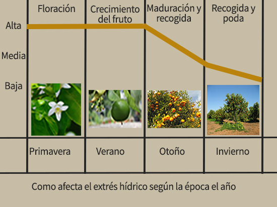 Estrés de las mandarinas