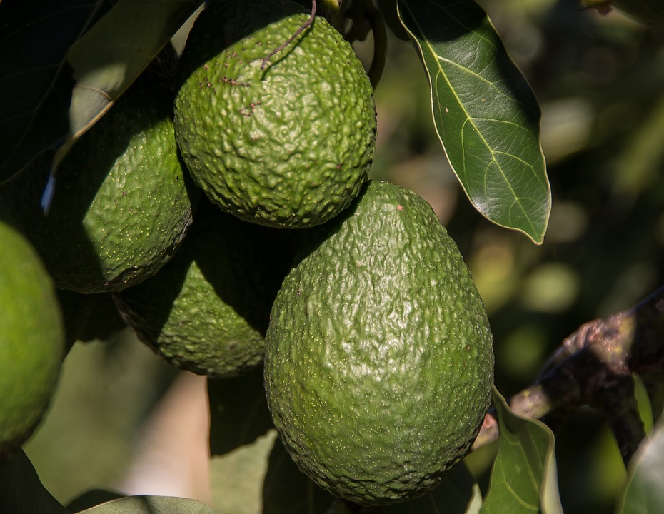 Aguacate