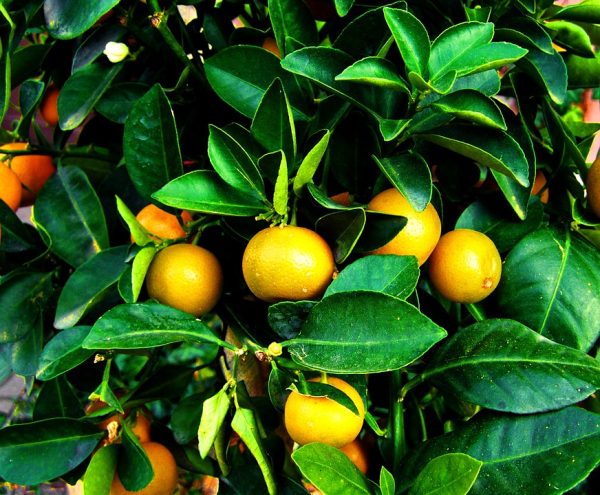 La fenología indica la integral térmica del Mandarino-fruta madura