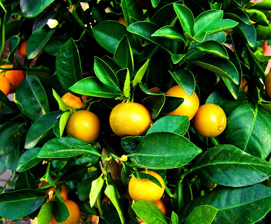 La fenología indica la integral térmica del Mandarino-fruta madura