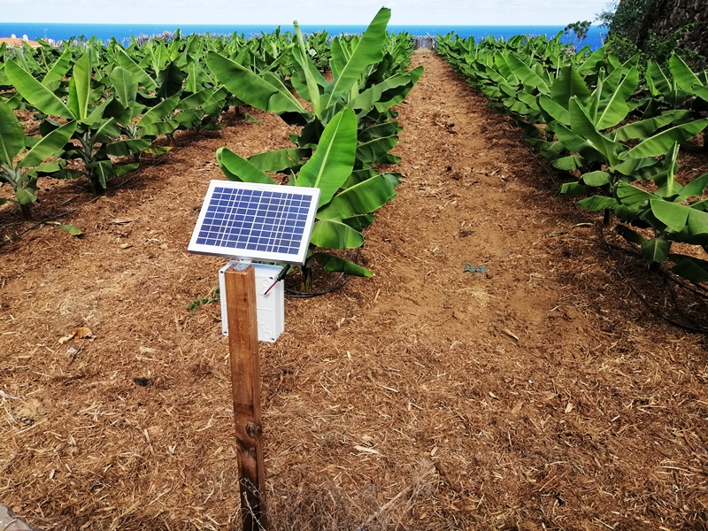 Hub en plantación intensiva de plátanos