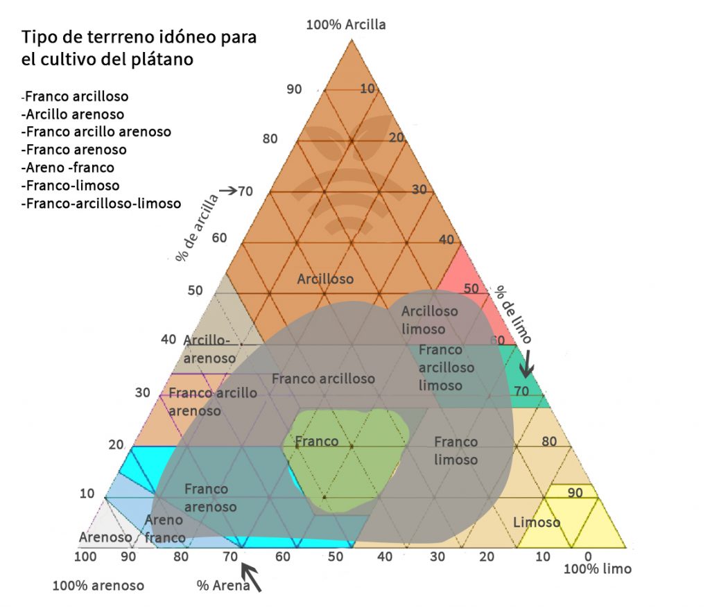 Terreno idóneo para plátanos