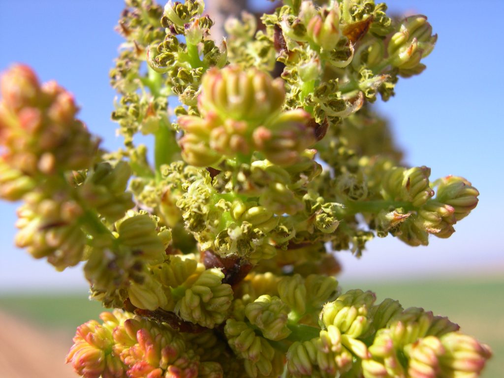 Flor de pistacho