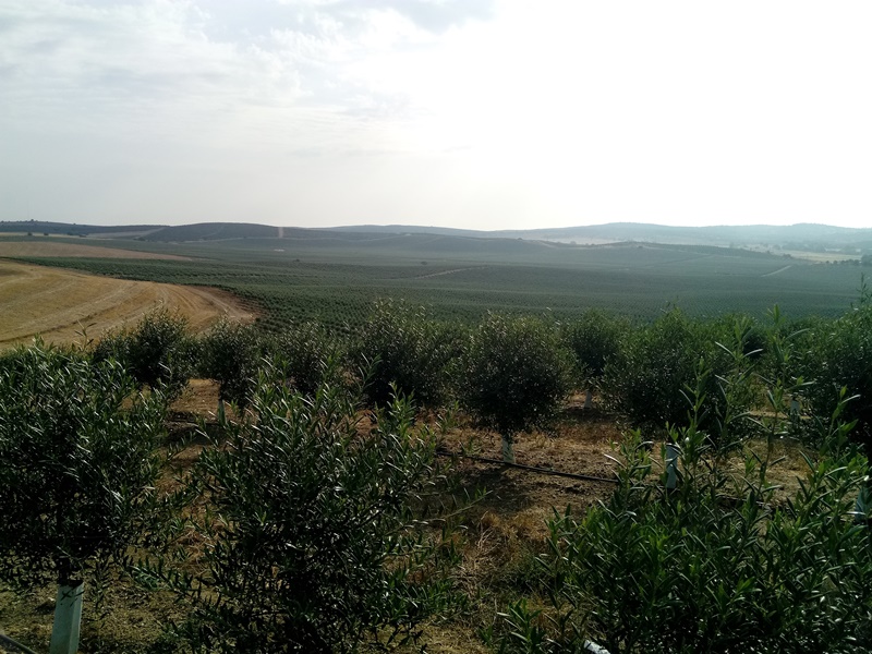 Plantación de olivo intensivo