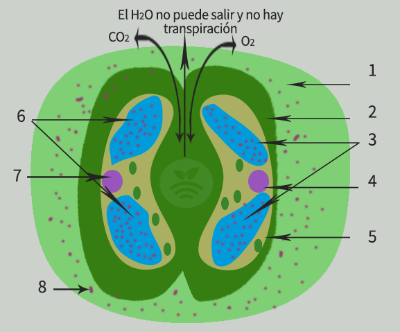 Estoma cerrado