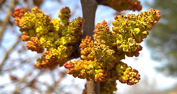 Flores de pistacho