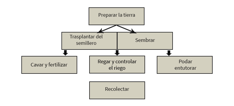 Fases de un huerto