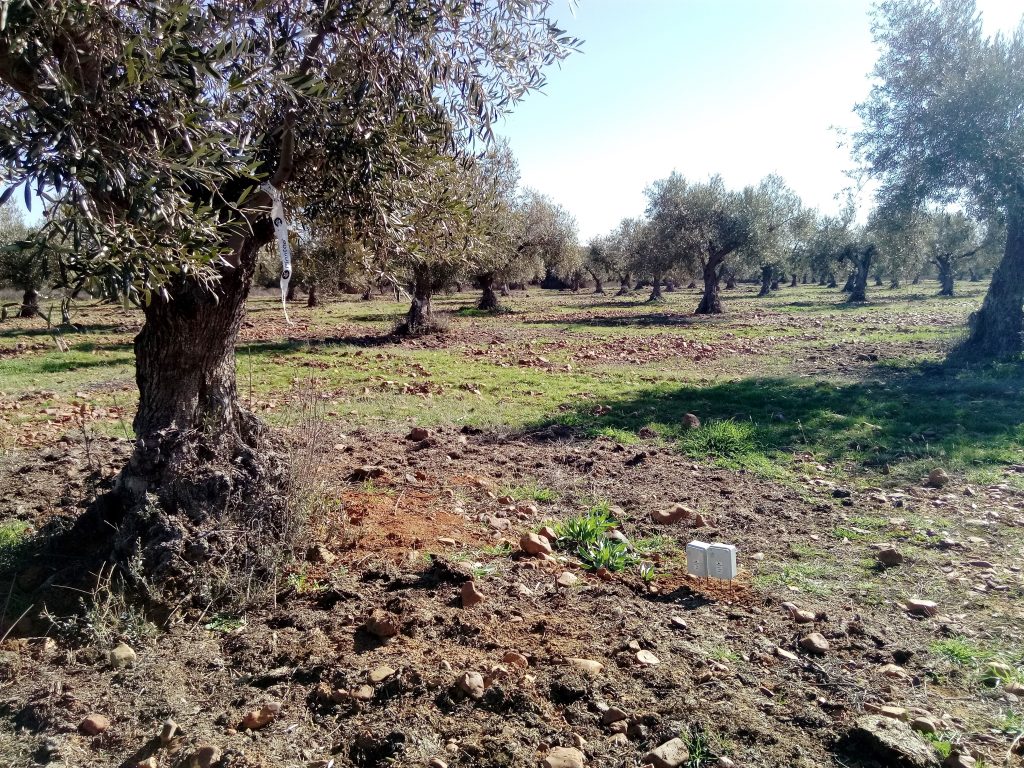 Olivos centenarios