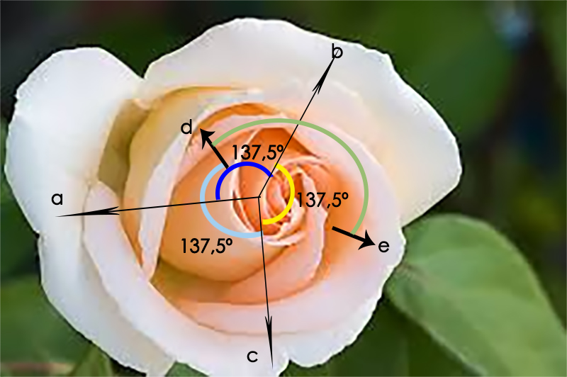 Rosa Áurea