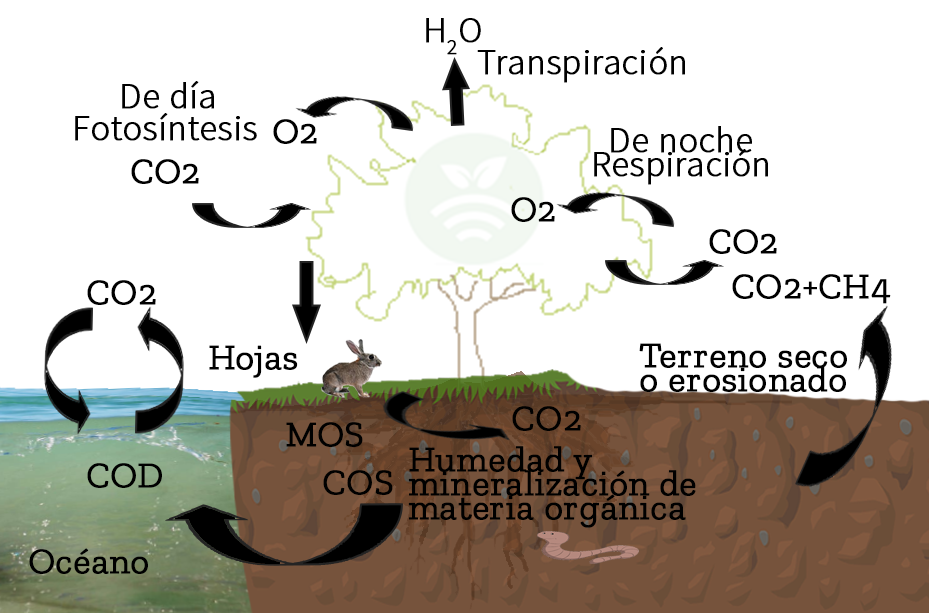 Ciclo del carbono
