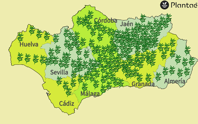 Olivos en Andalucía