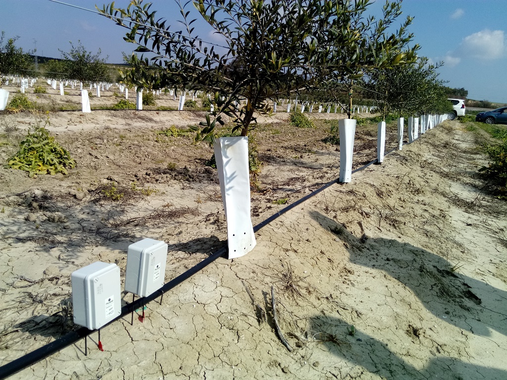 Olivos intensivos en Córdoba