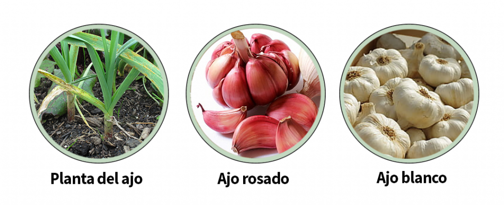 Variedades del ajo en España