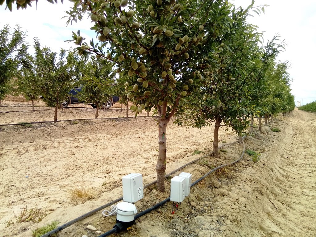 Plantación de almendro superinteensivo