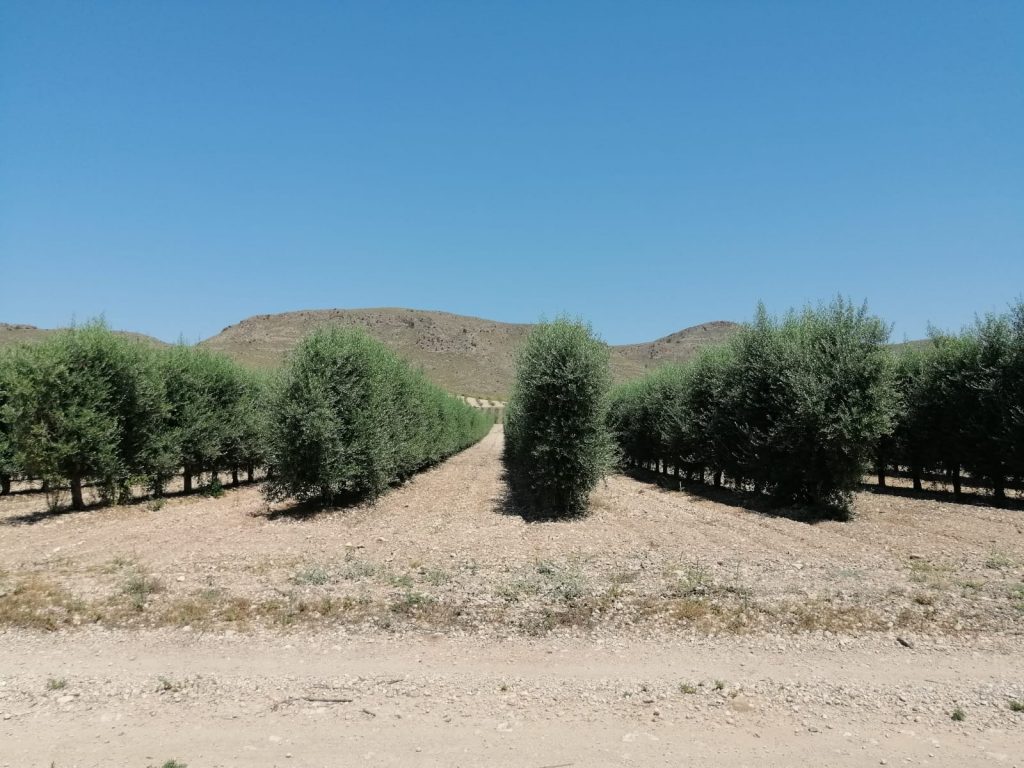 Plantación intensiva de nogales en Jumilla