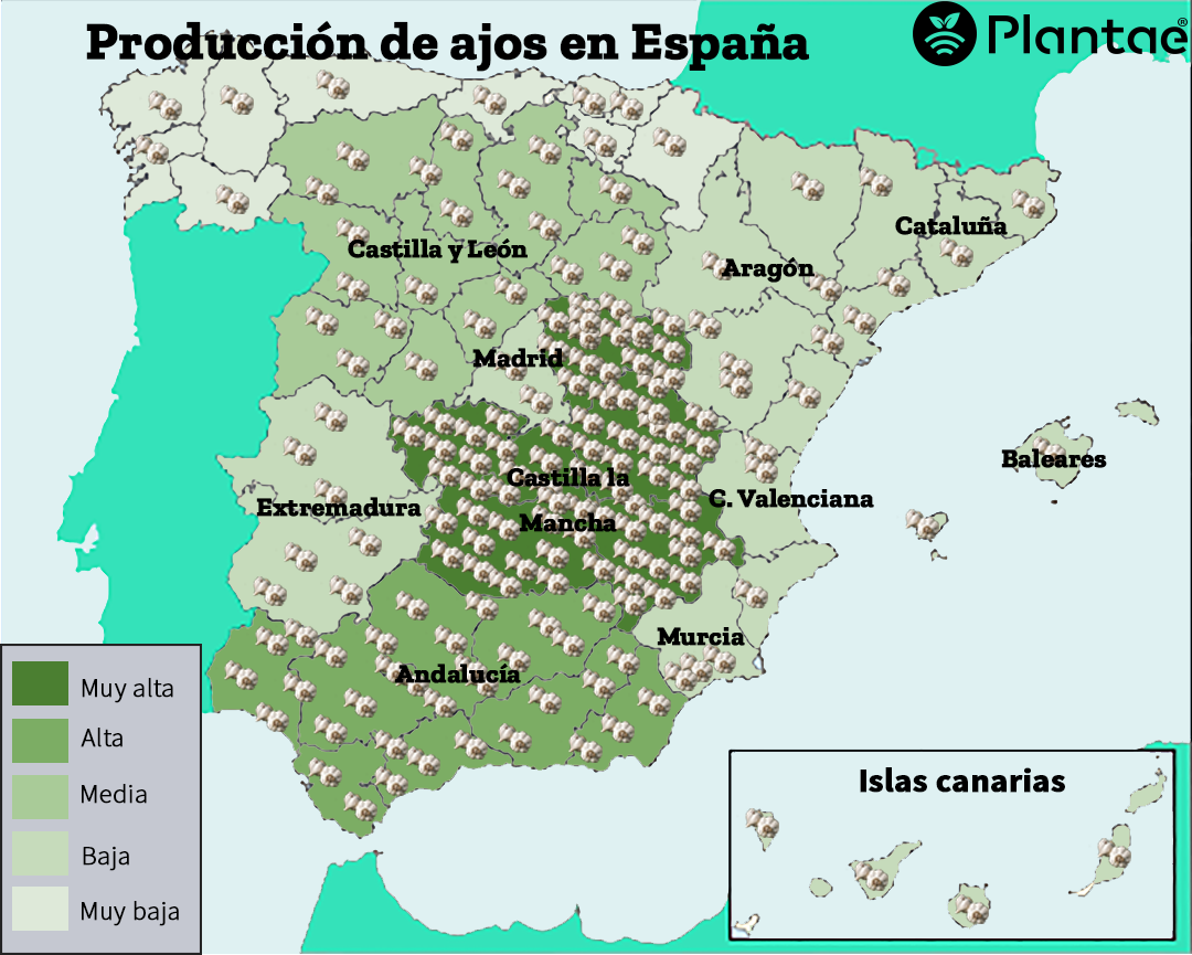 El ajo en España