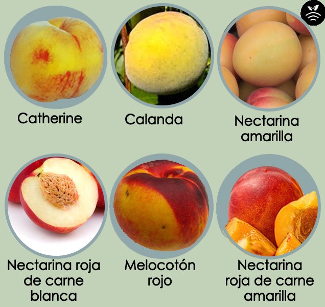 Variedades del melocotón