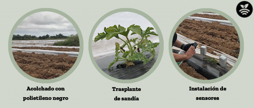 Cultivo de sandía con riego controlado por sensores/sonda agrícolas  Plantae