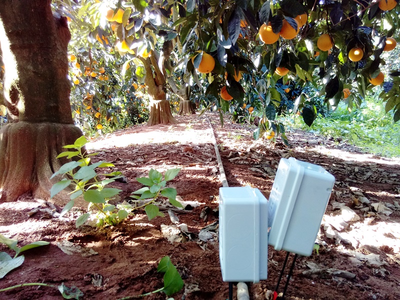 Sondas en cítricos