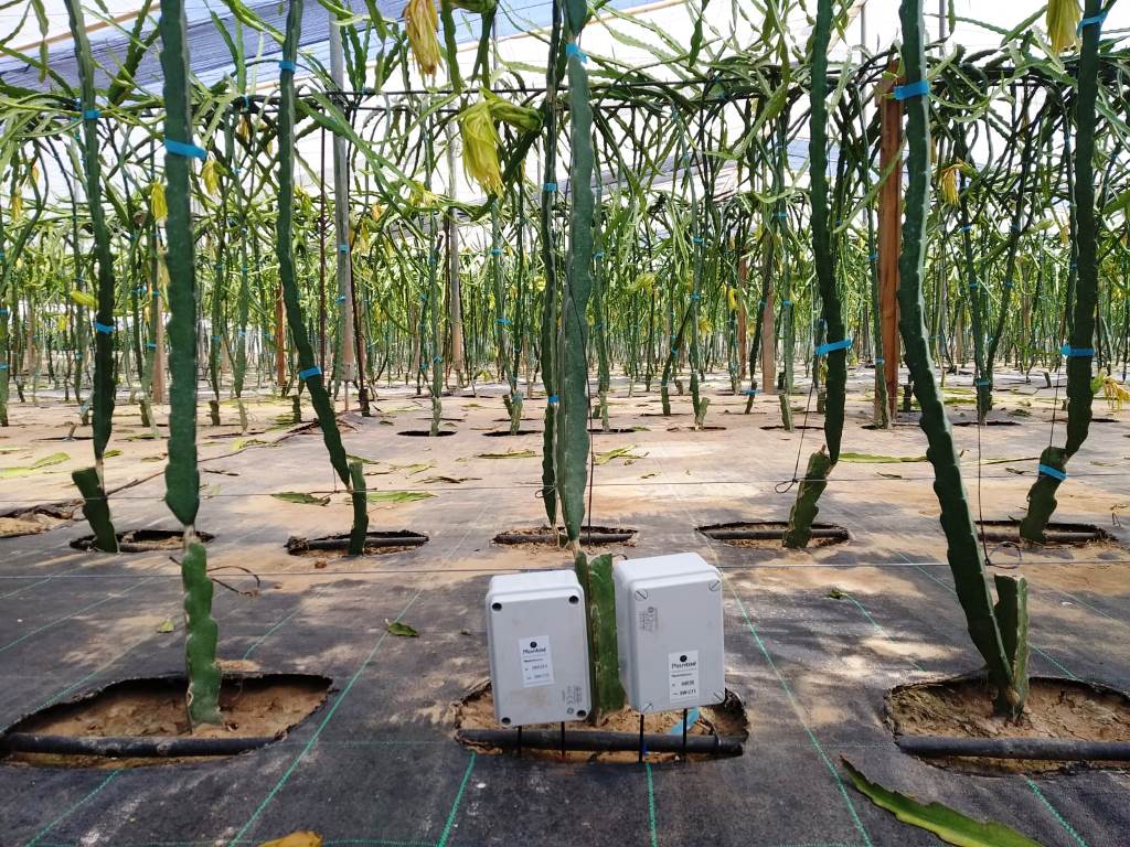 Plantación de pitaya