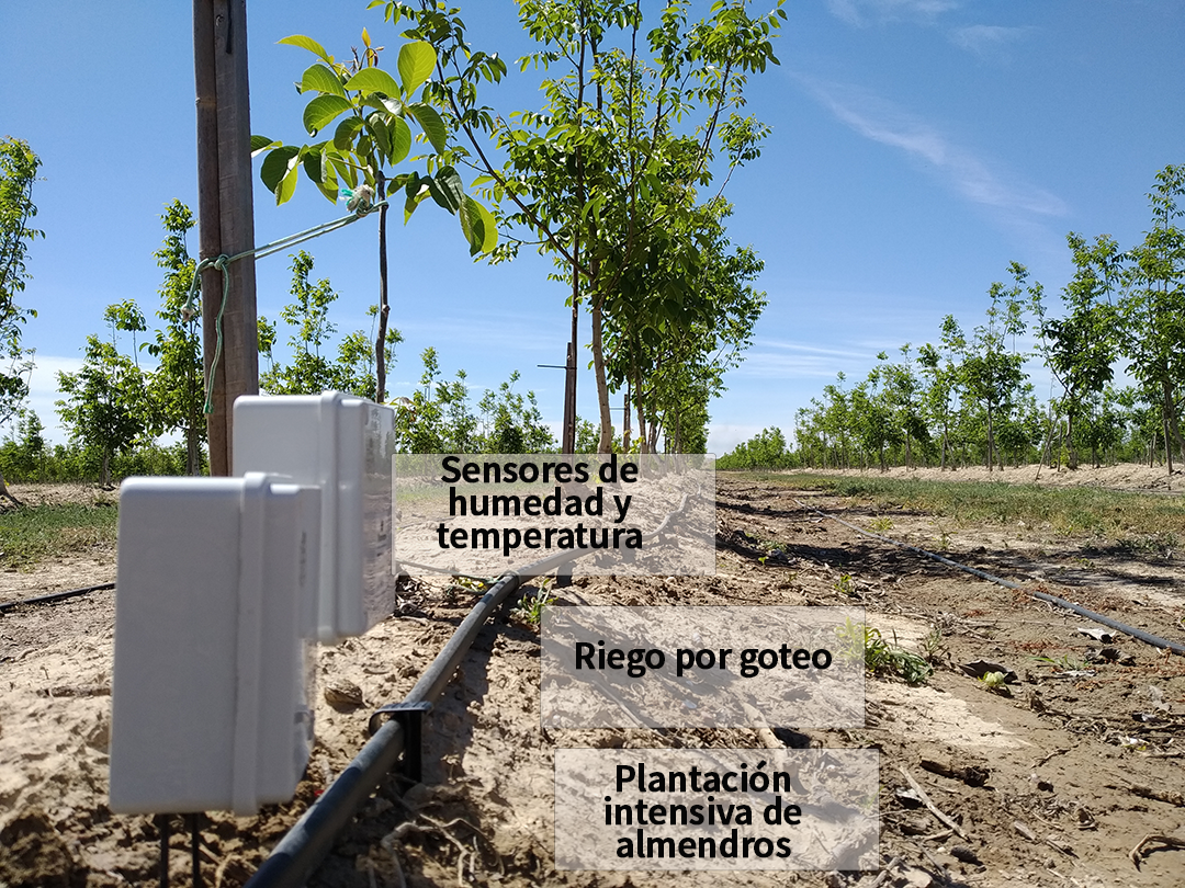 Riego controlado para almendros