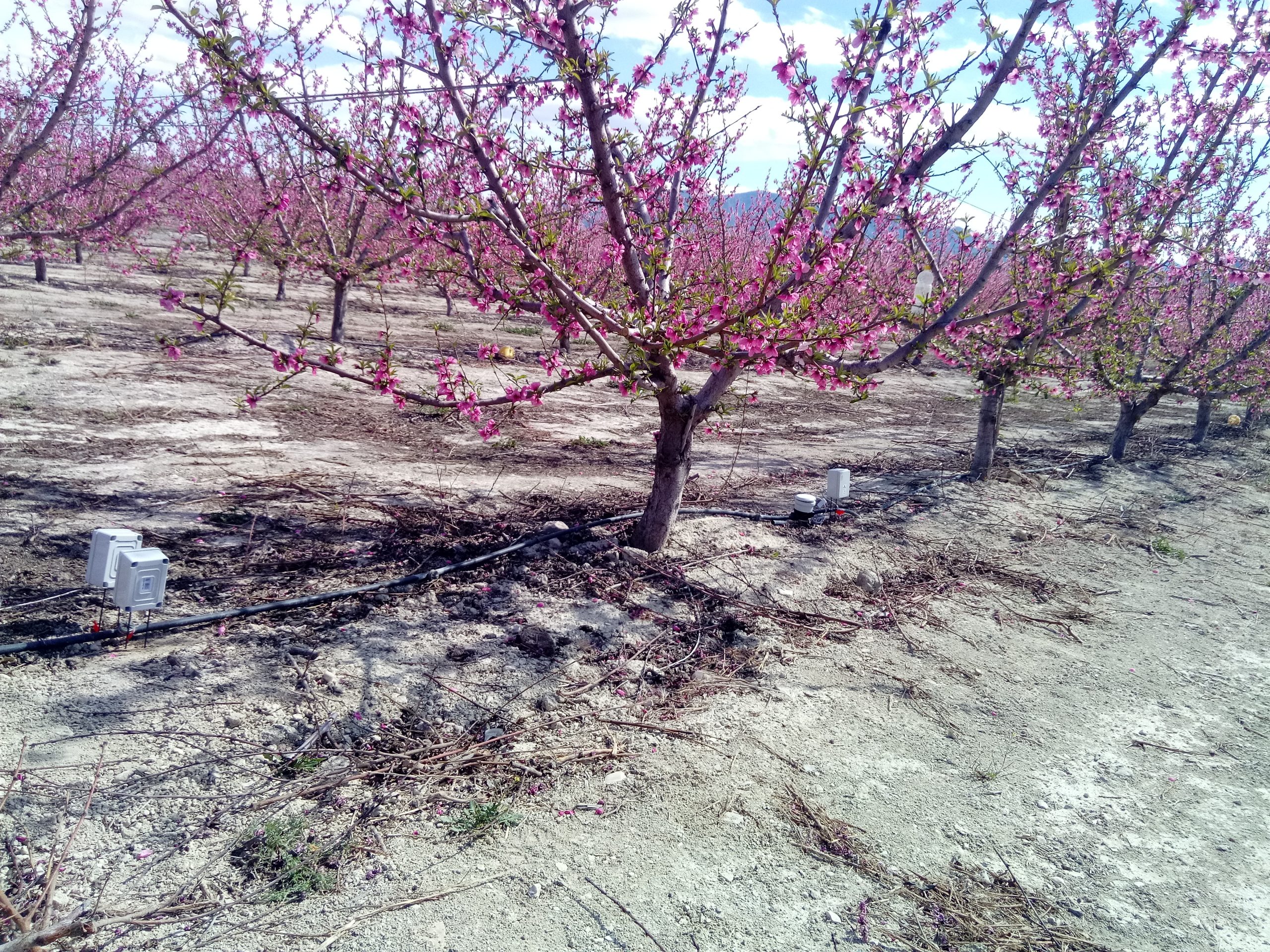 Frutal en flor con caudalímetro en el riego