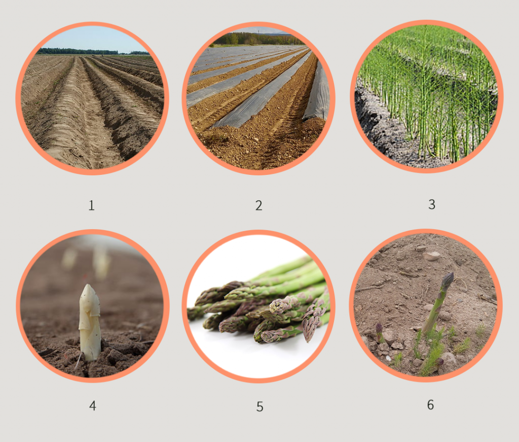 fases de la producción de espárrago