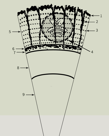 Esquema del corcho