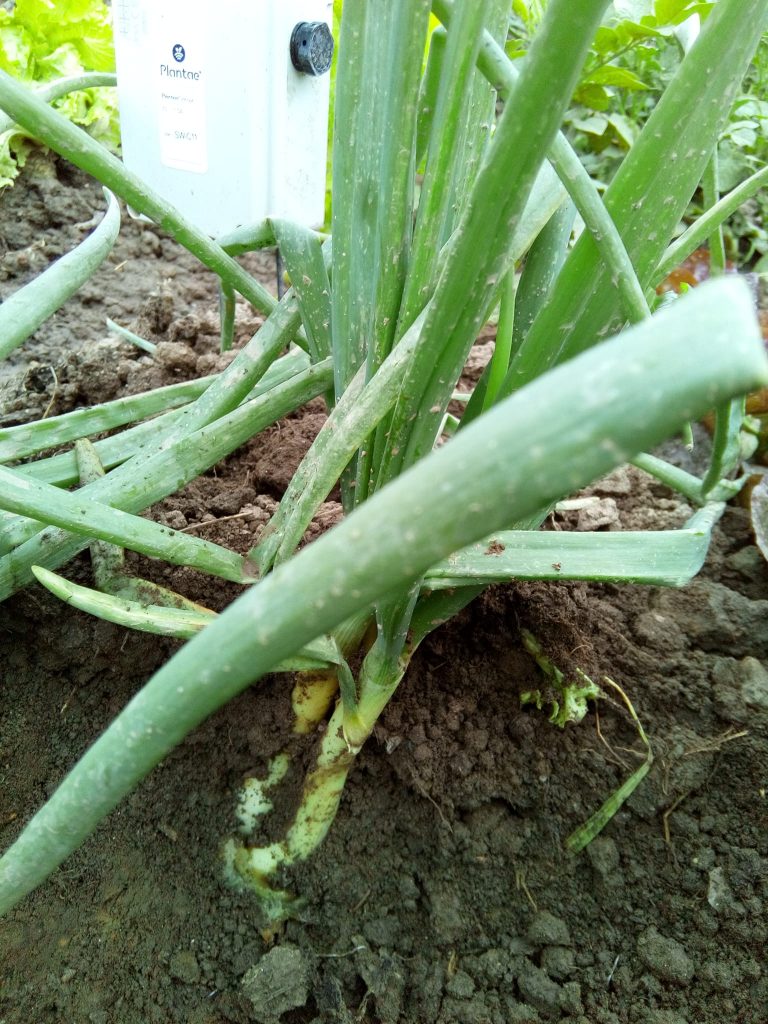 Calçots con riego controlado