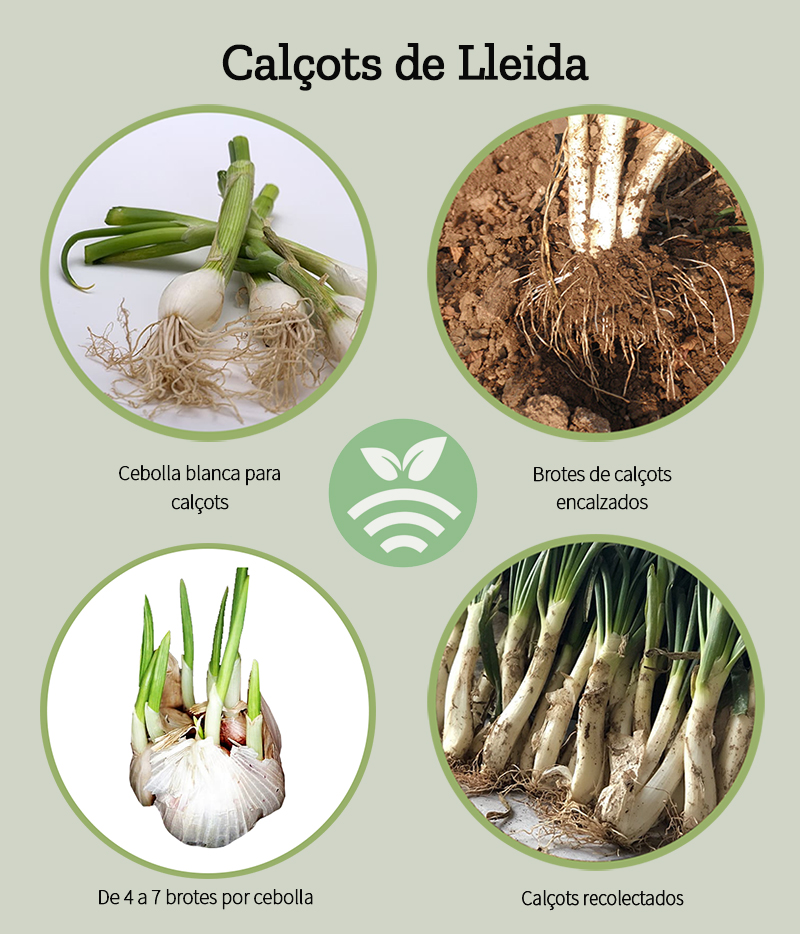 CalÇots- cultivo y cuidados