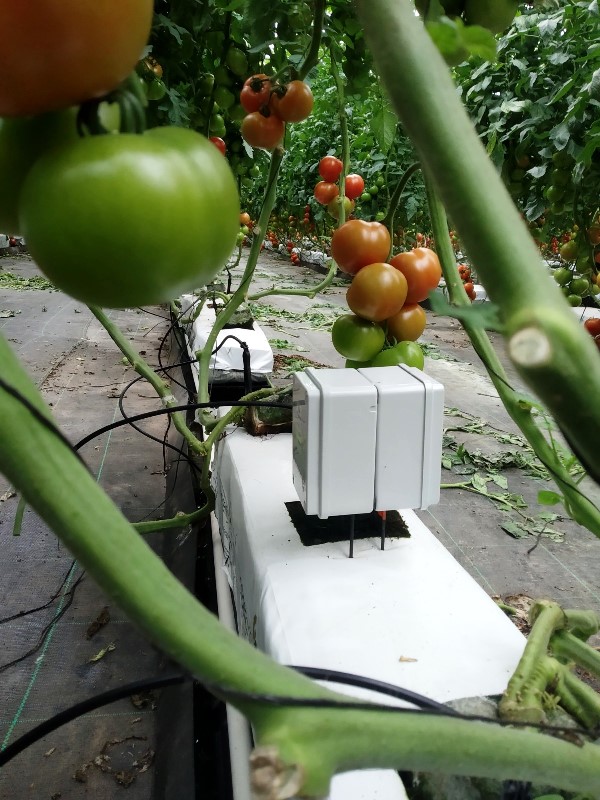 Sondas de humedad y temperatura en hidropónico