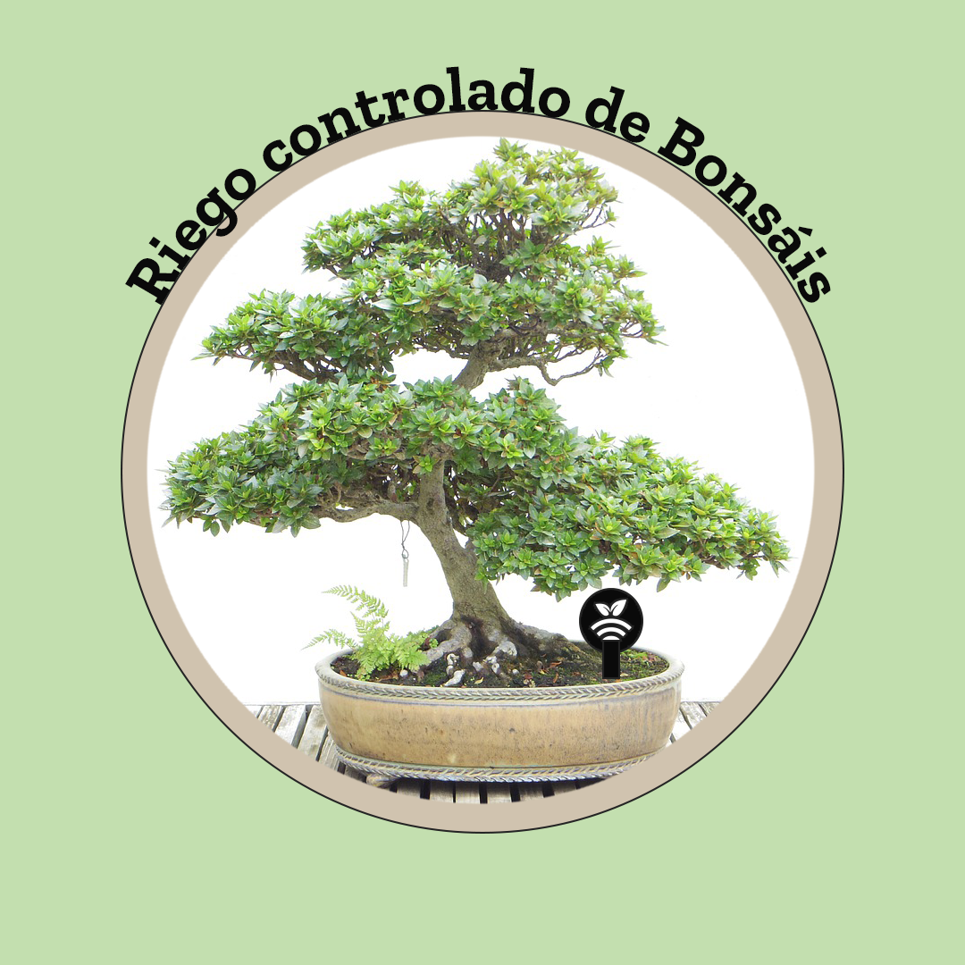 Los bonsáis
