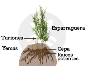 Partes del espárrago