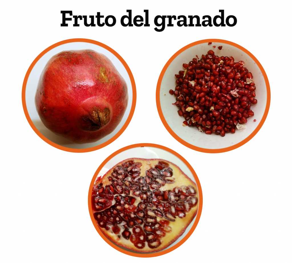 La granada