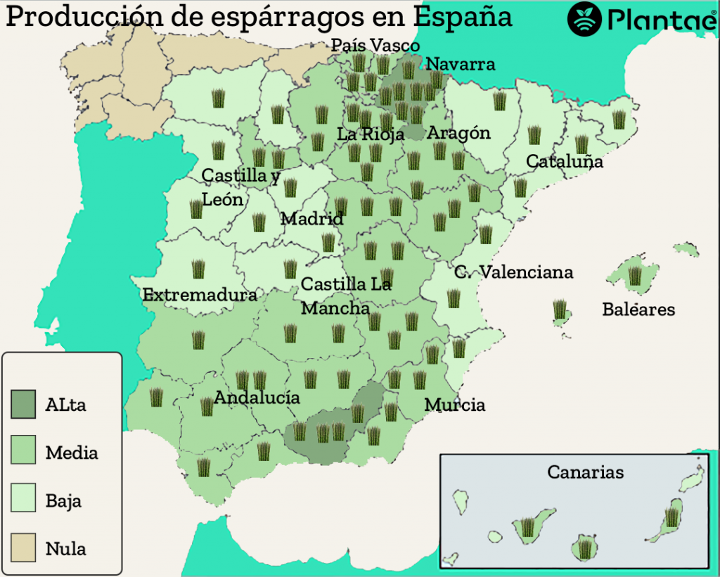 los espárragos en España