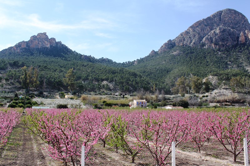 Sondas en fruta de hueso- Campo en Ciezar