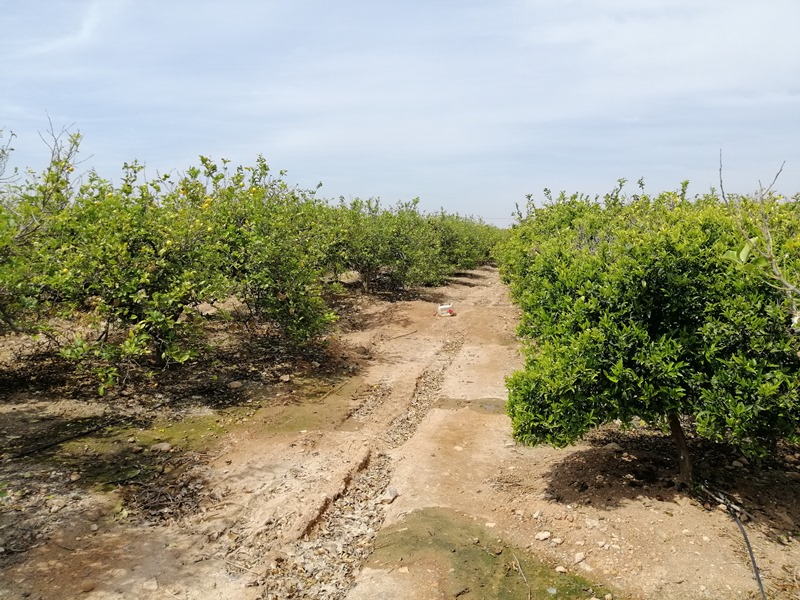 Plantación de cítricos
